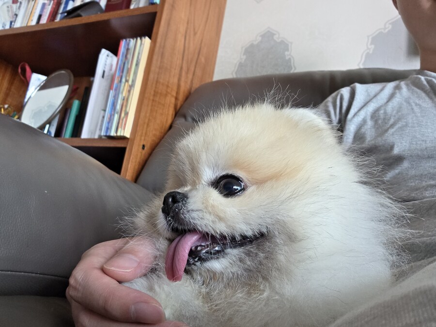 우리집 강아지 보고가_4.jpg