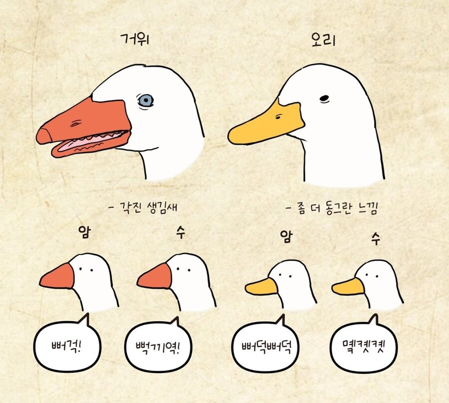 오리와 거위를 구분하는법.jpg_1.jpg