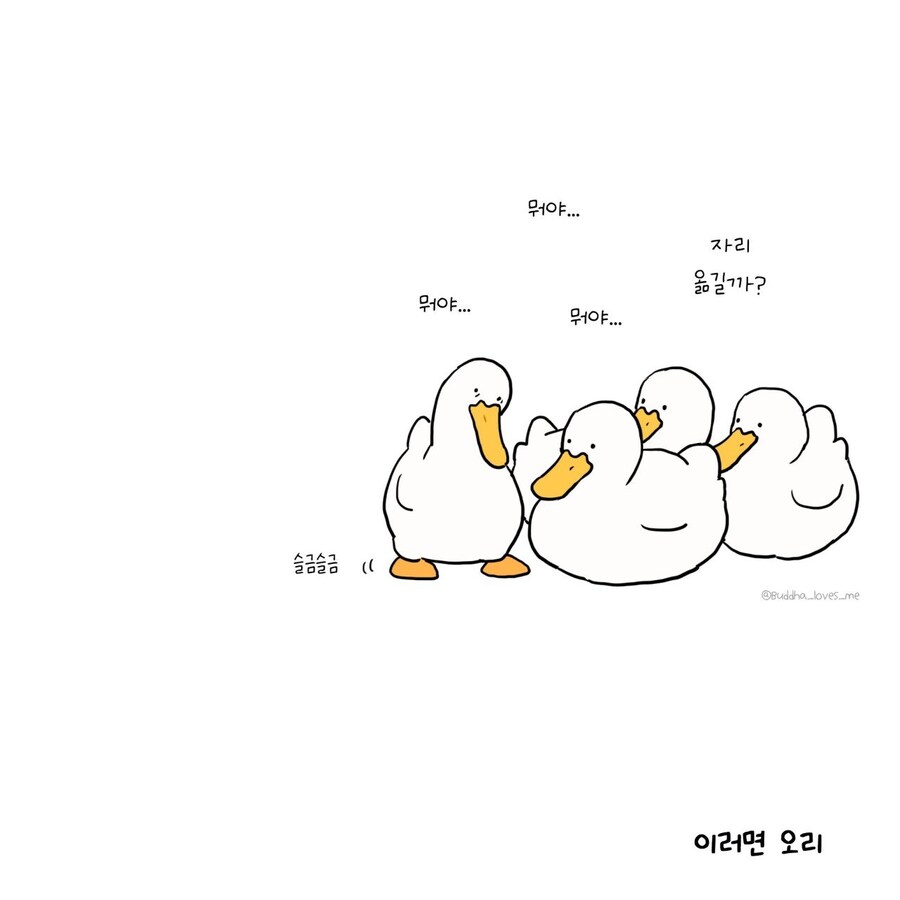 오리와 거위를 구분하는법.jpg_3.jpg