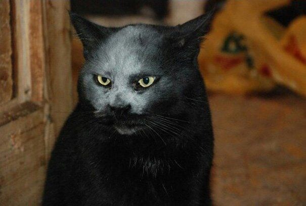 재밌게 논 고양이.jpg_2.jpg