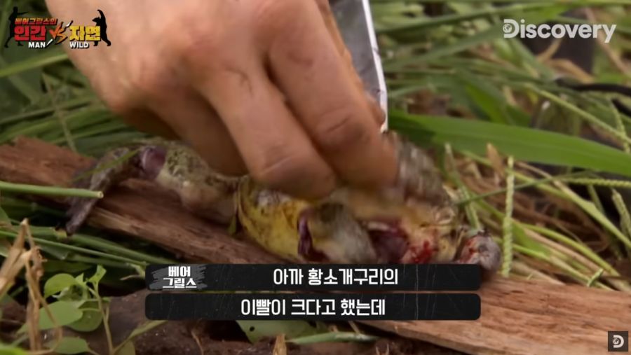 개구리 살이 맛있다는 베어 그릴스_1.png