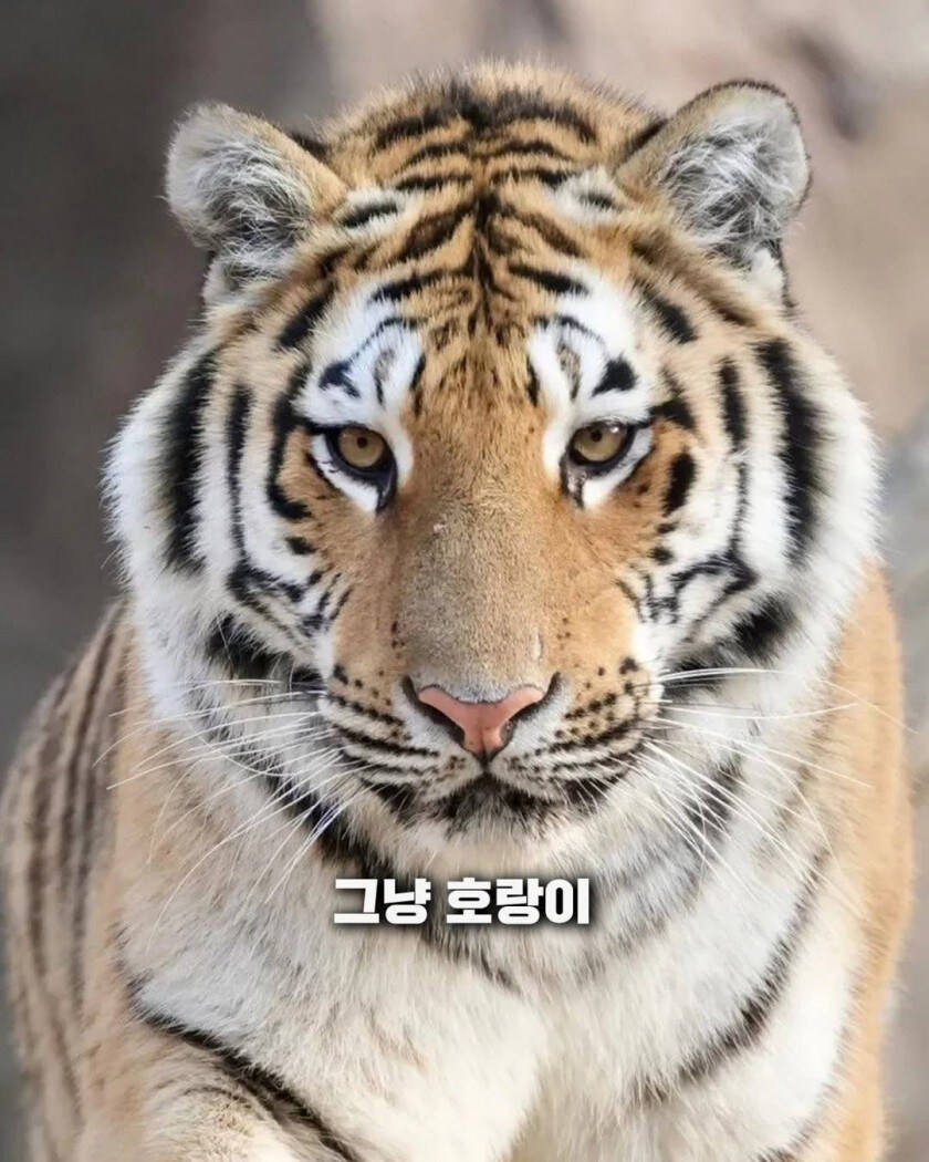 조선시대 호랑이가 기괴한 이유_3.jpg