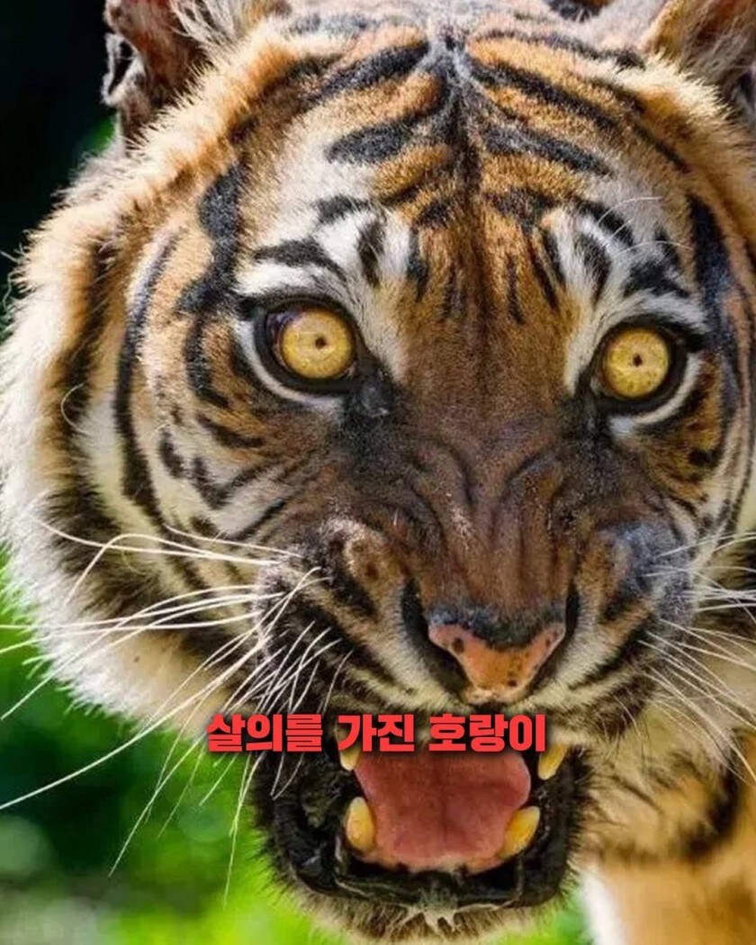 조선시대 호랑이가 기괴한 이유_4.jpg