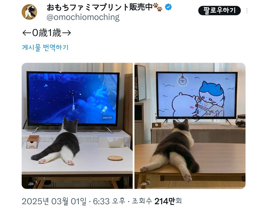 그대로 자란고양이.jpg_1.jpg