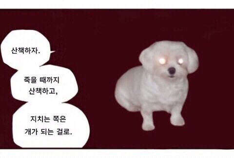 고양이와 강아지의 차이.jpg_2.jpg