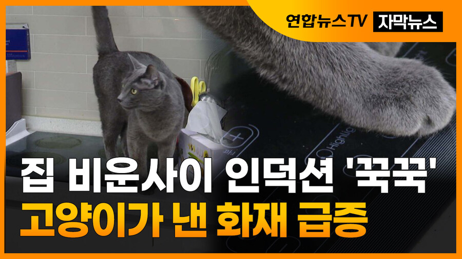 개vs고양이_2.jpg