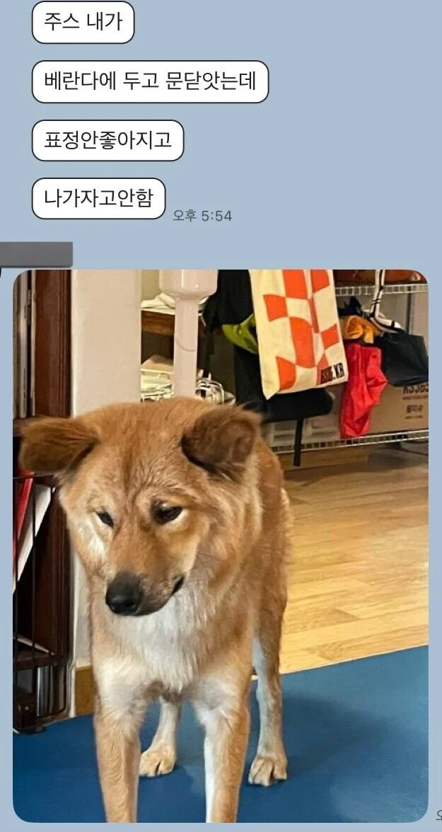 폭염에 산책 가자는 강아지 막는 방법_1.jpg