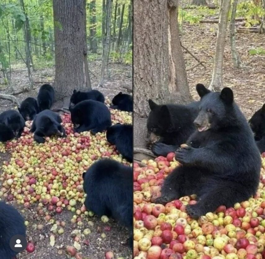 곰이 사과를 먹는 특이한 방법_1.jpg