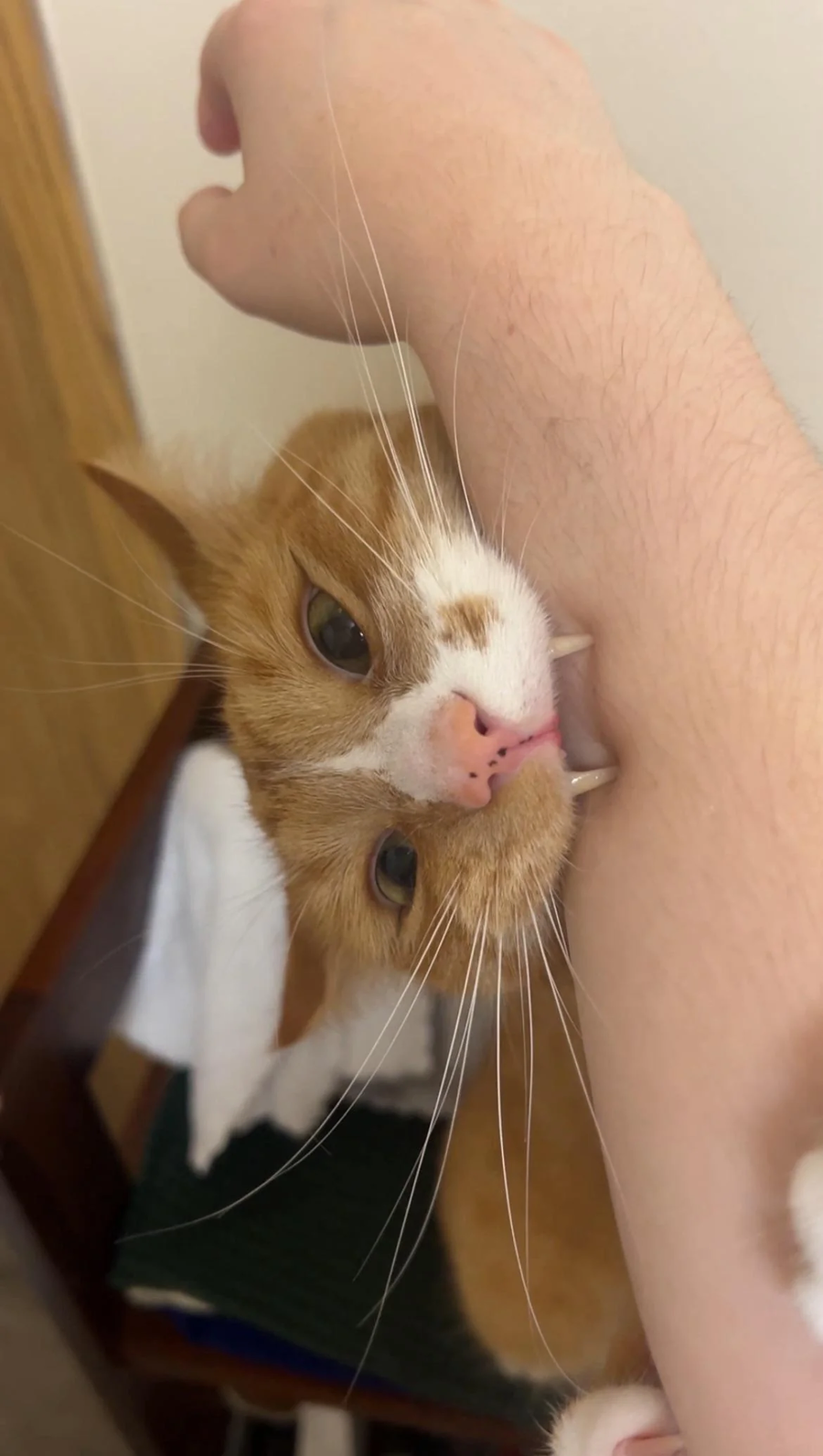 물림.cat_1.webp