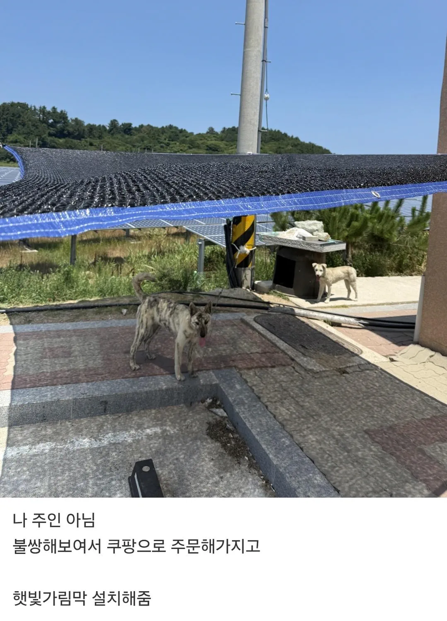 날이 너무 더워서 시골 개에게 가림막 쳐줌_1.webp