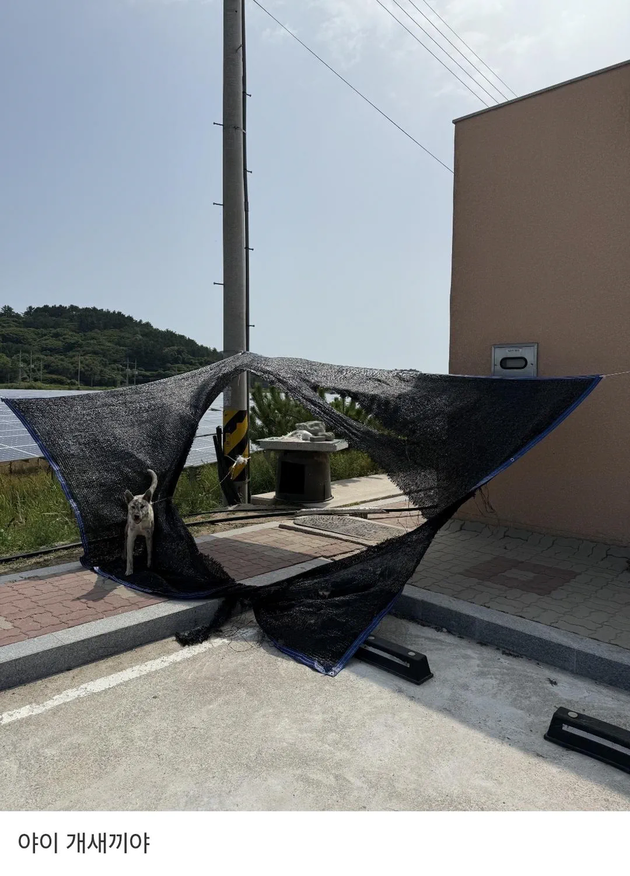 날이 너무 더워서 시골 개에게 가림막 쳐줌_2.webp
