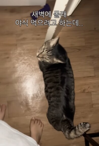 야식먹으려는데 시끄럽게 우는 고양이 조용히 시키기_1.png