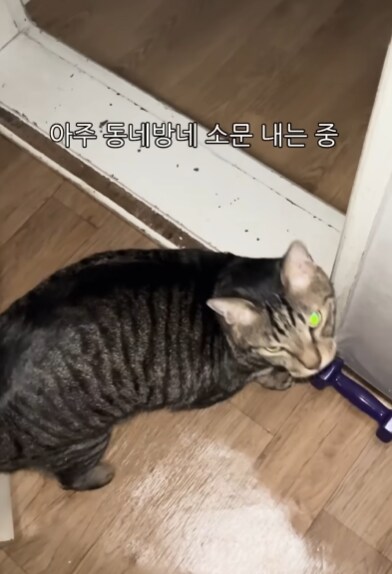 야식먹으려는데 시끄럽게 우는 고양이 조용히 시키기_2.png