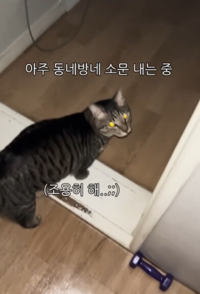 야식먹으려는데 시끄럽게 우는 고양이 조용히 시키기_3.png