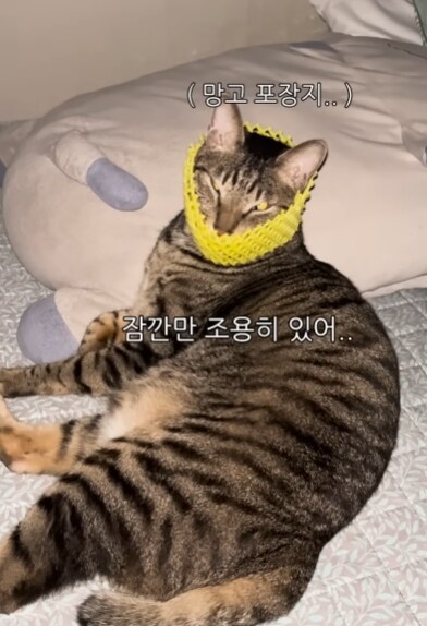 야식먹으려는데 시끄럽게 우는 고양이 조용히 시키기_5.png