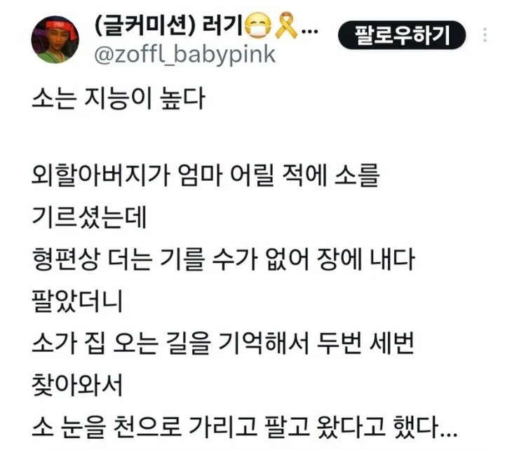 소는 영리하다.jpg_3.webp