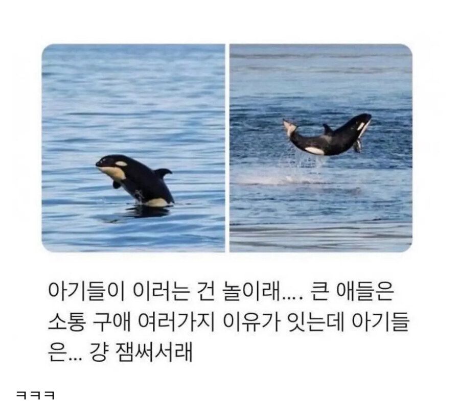 아기 범고래가 점프하는 이유_1.jpg