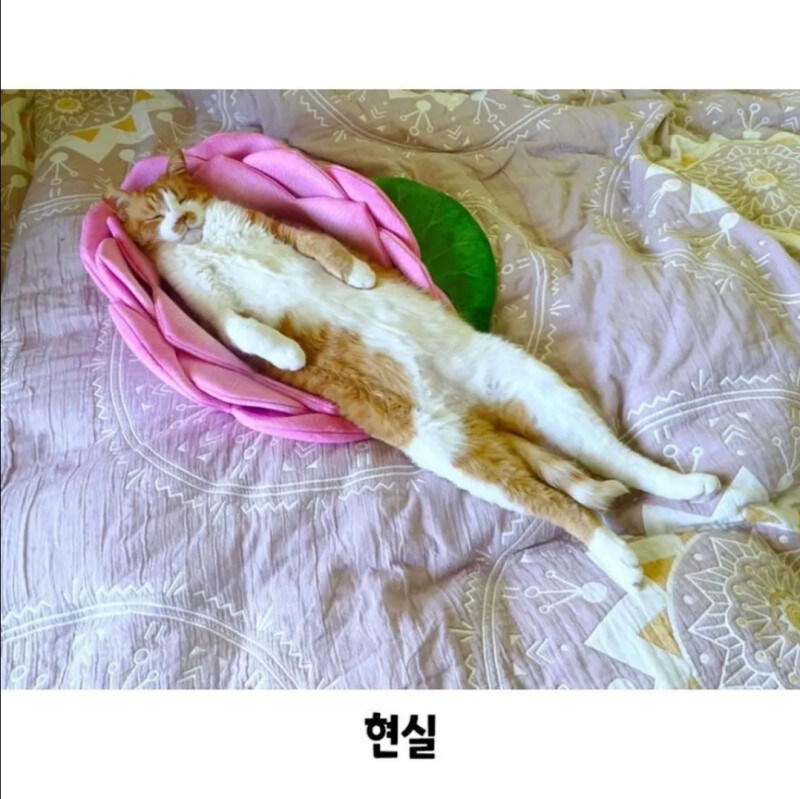 고양이 연꽃 쿠션의 이상과 현실_3.jpg