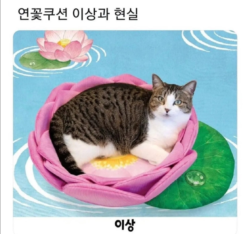 고양이 연꽃 쿠션의 이상과 현실_1.jpg