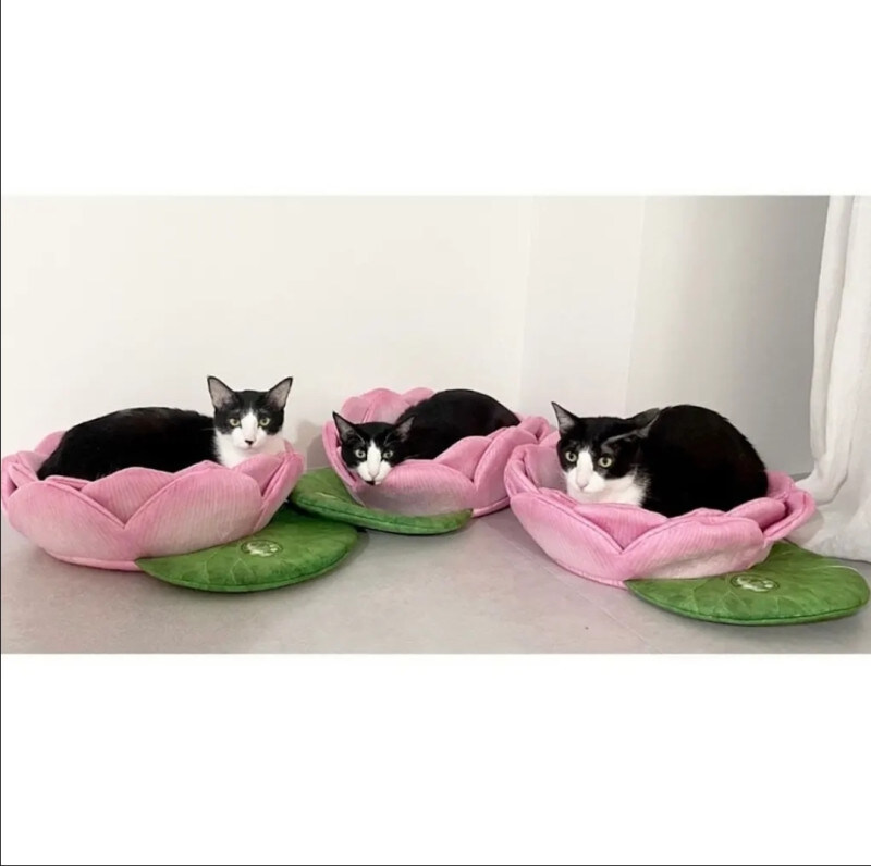 고양이 연꽃 쿠션의 이상과 현실_2.jpg