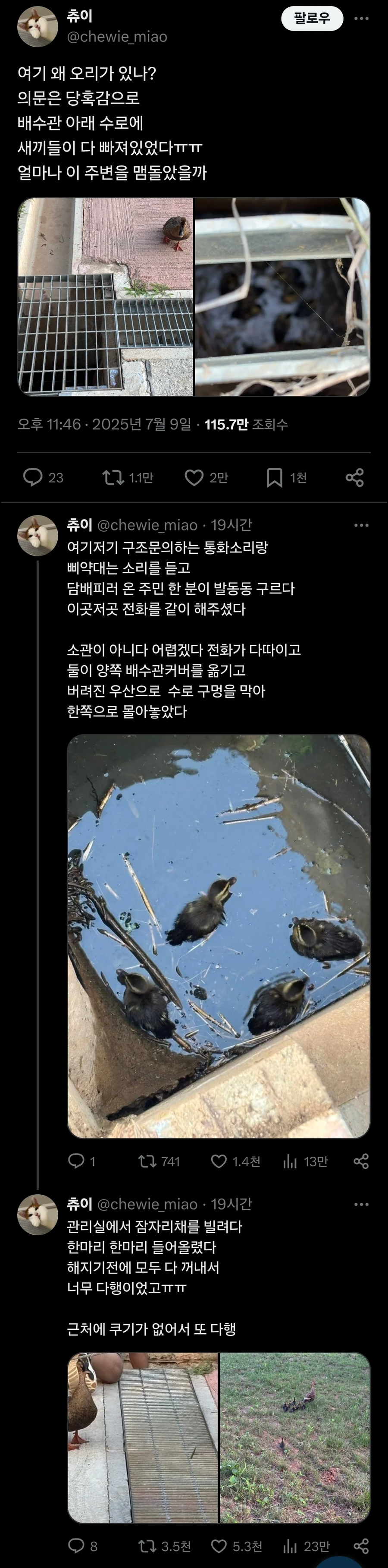 하수구에 새끼들이 빠진 엄마오리_1.webp