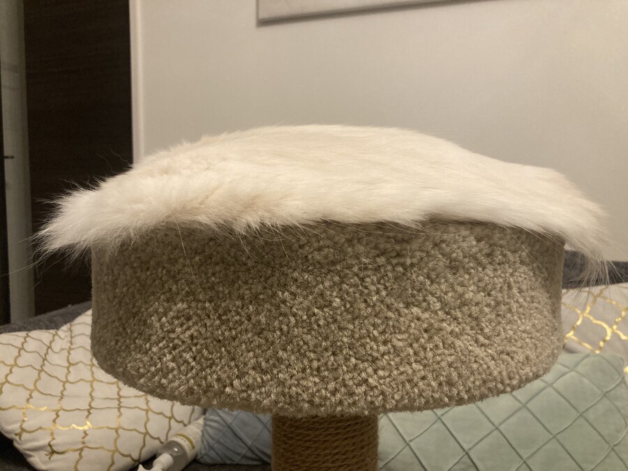 고양이.jpg_1.jpg