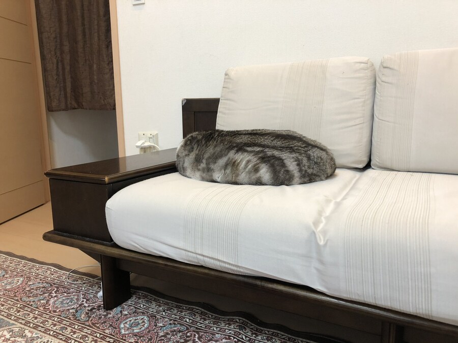 고양이.jpg_2.jpg