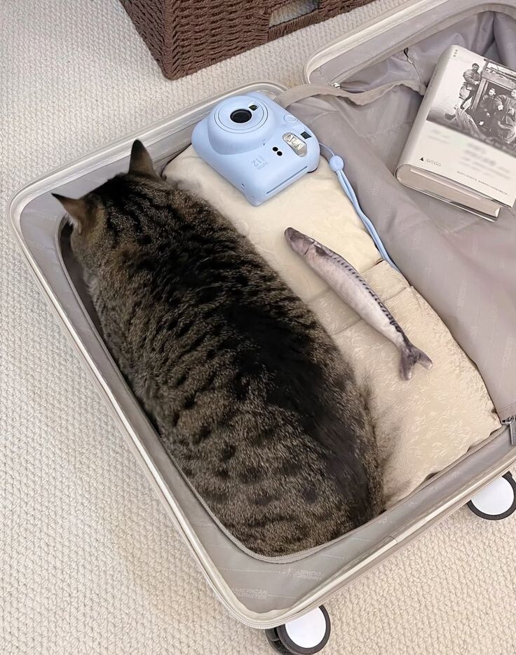 고양이.jpg_3.jpg