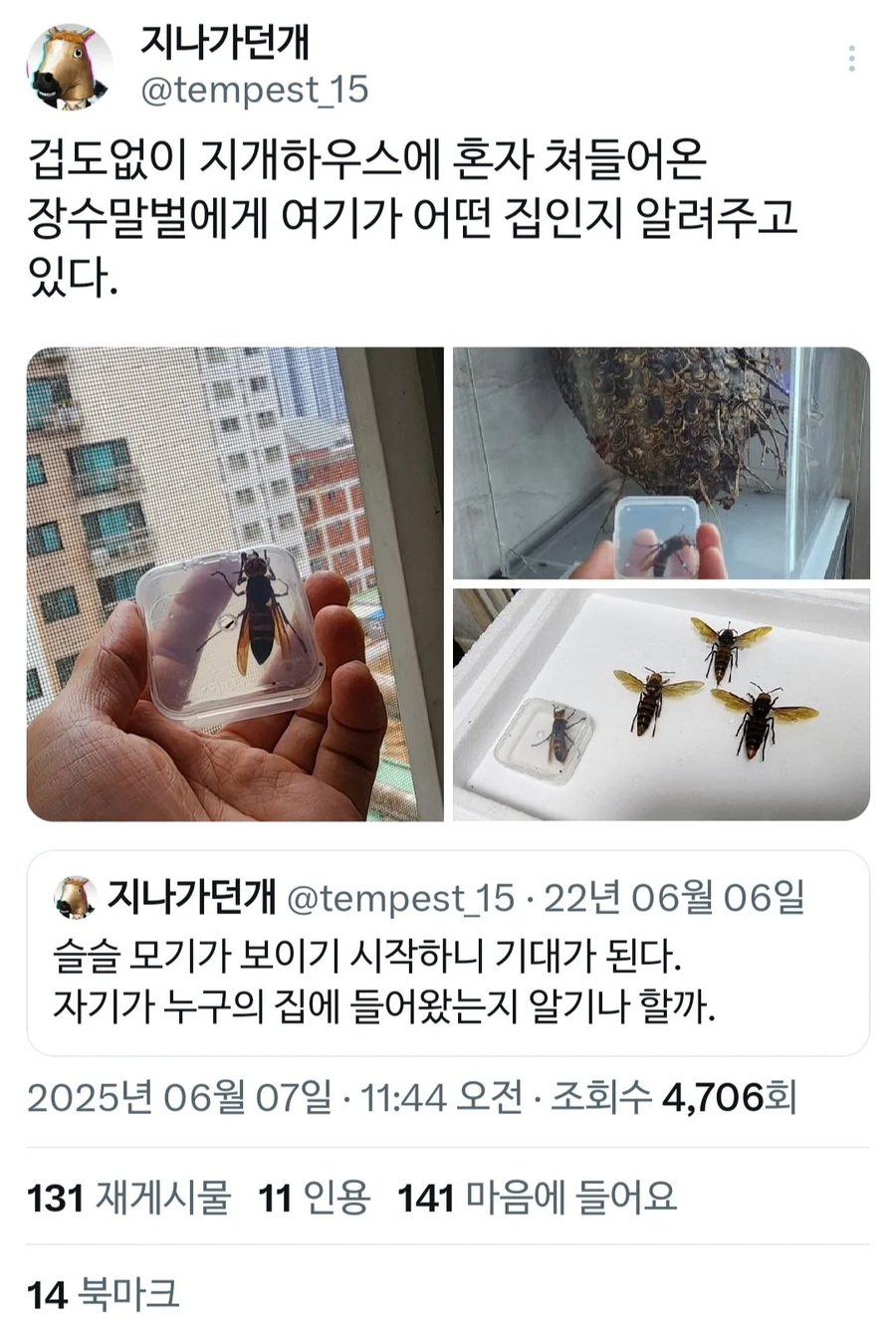 겁도없이 쳐들어온 말벌에게 진짜 공포를 보여주기_1.webp