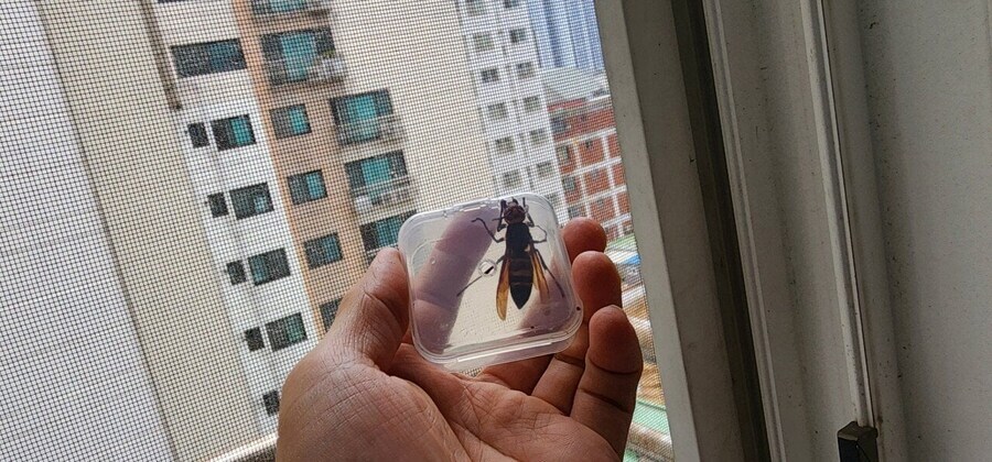 겁도없이 쳐들어온 말벌에게 진짜 공포를 보여주기_2.jpg