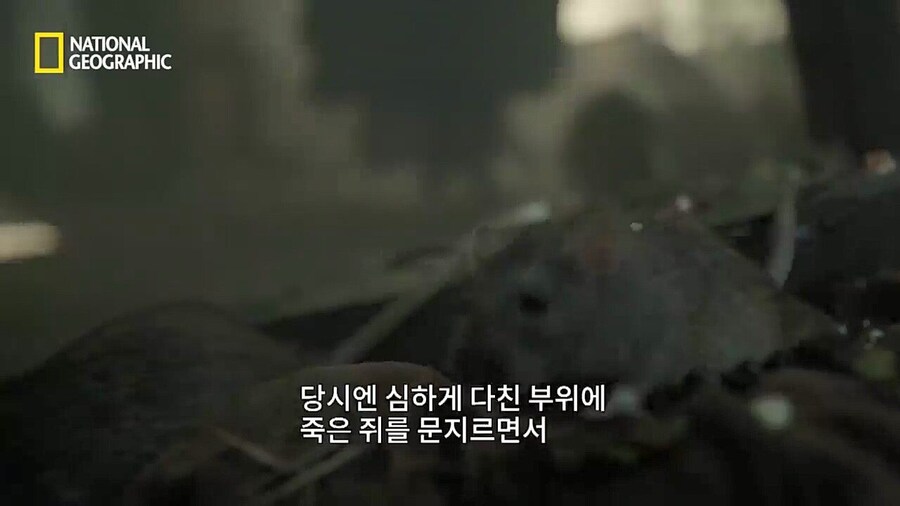 16세기 유럽의 의료 지식 수준(feat.흑사병)_4.jpg