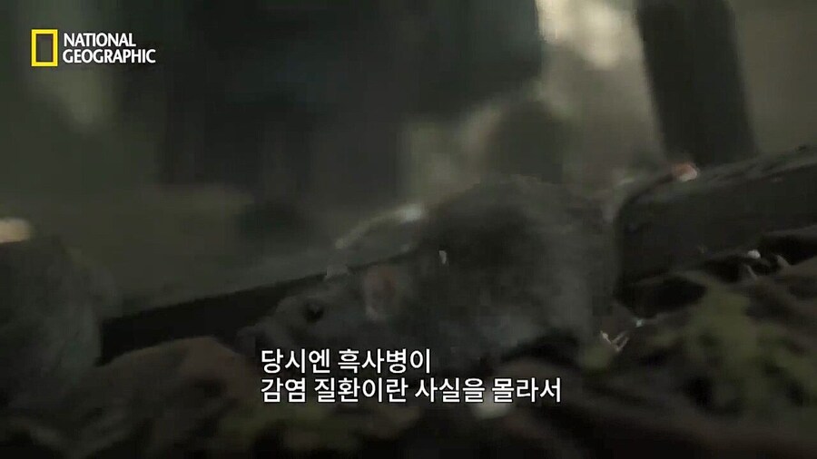 16세기 유럽의 의료 지식 수준(feat.흑사병)_11.jpg