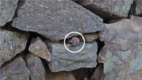 8년만에 지리산에서 포착된 멸종위기 동물_2.jpg