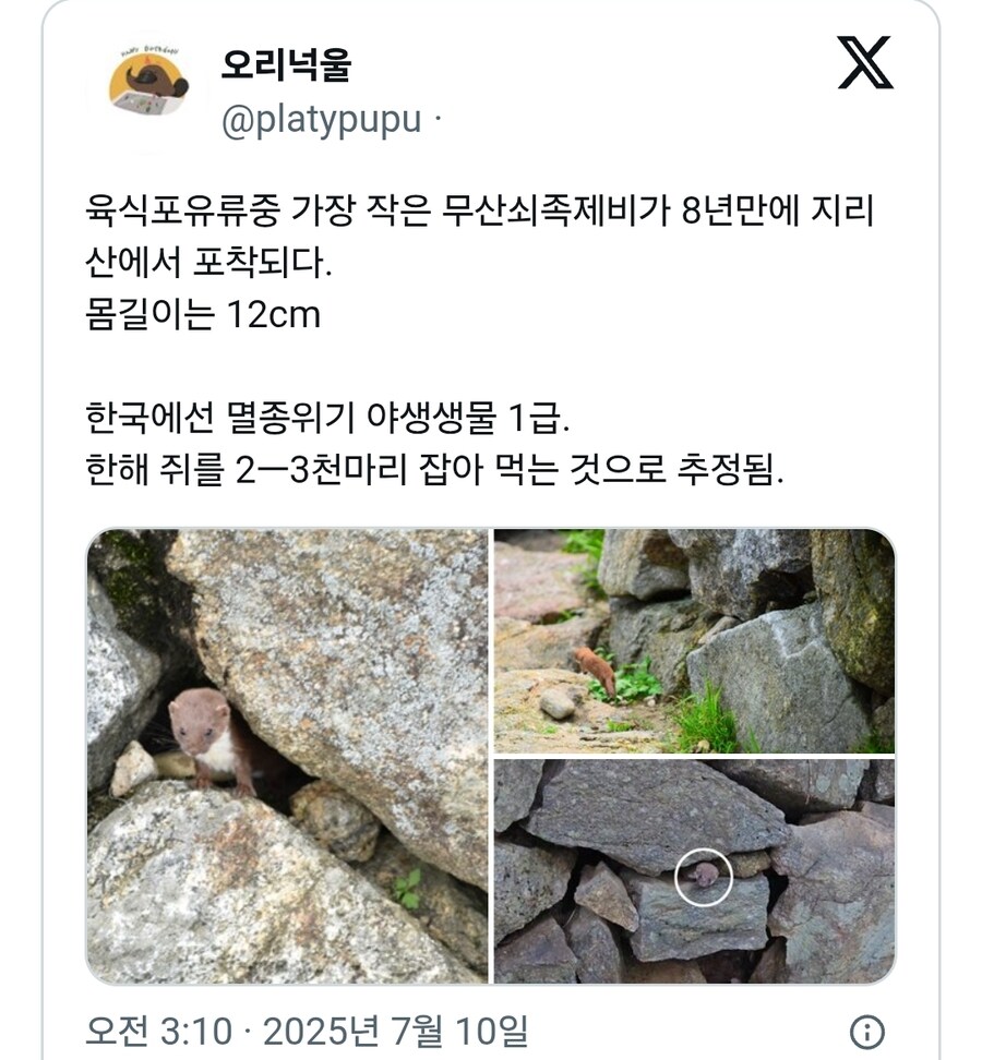 8년만에 지리산에서 포착된 멸종위기 동물_1.jpg