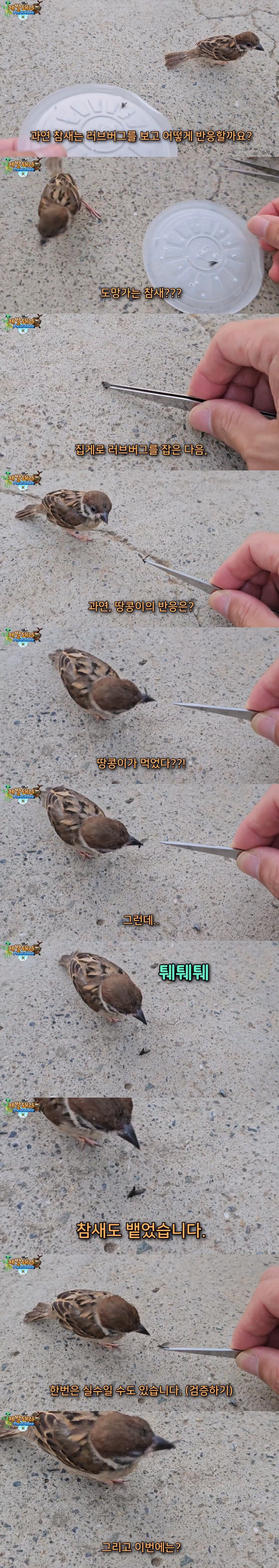 다시 해로운 새가 된 참새_3.jpg