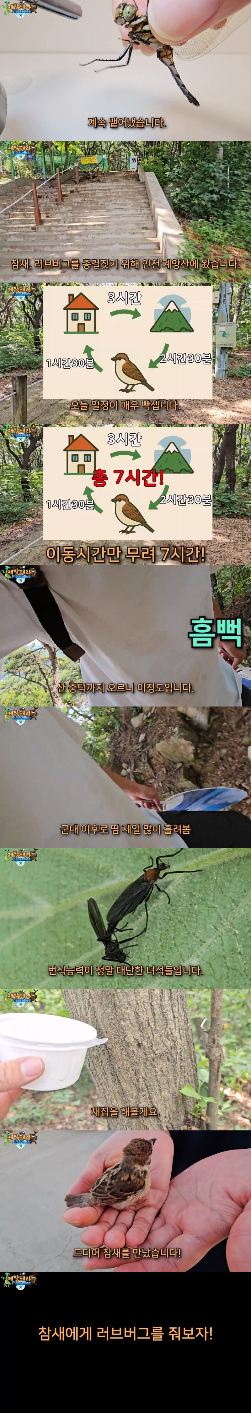 다시 해로운 새가 된 참새_2.jpg