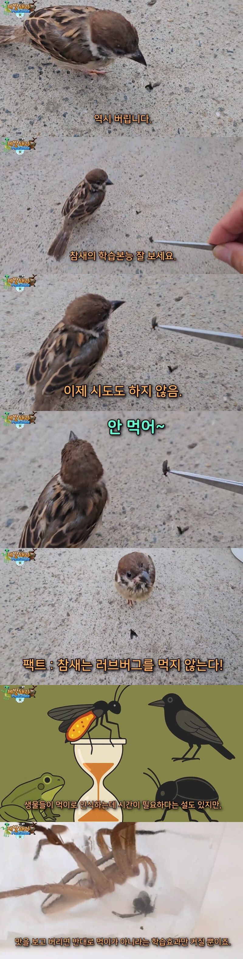 다시 해로운 새가 된 참새_4.jpg