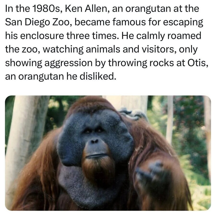 어느 동물원의 연쇄 탈옥범 오랑우탄 ㄷㄷㄷ_1.png