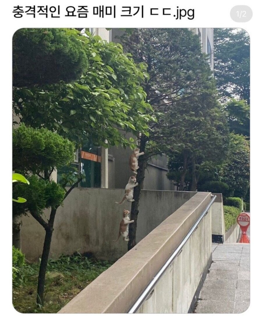지구온난화로 커진 매미 사이즈.jpg_1.jpg