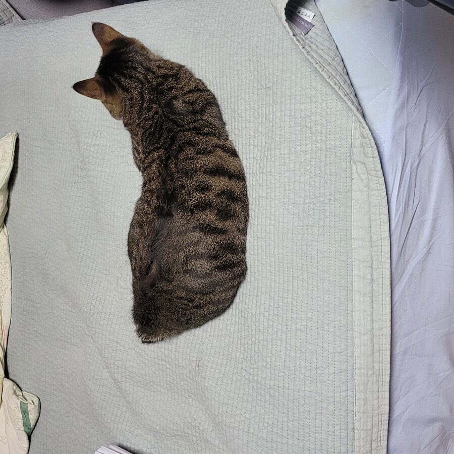 아무래도 고양이는 연체동물이 맞는 것 같다_1.jpg