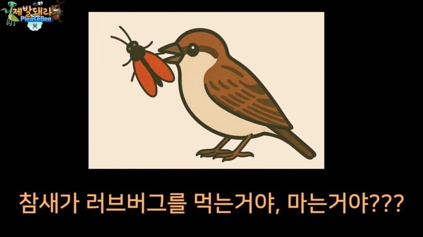 참새가 러브버그 먹는다는 말을 검증해봤다.JPG_2.jpg