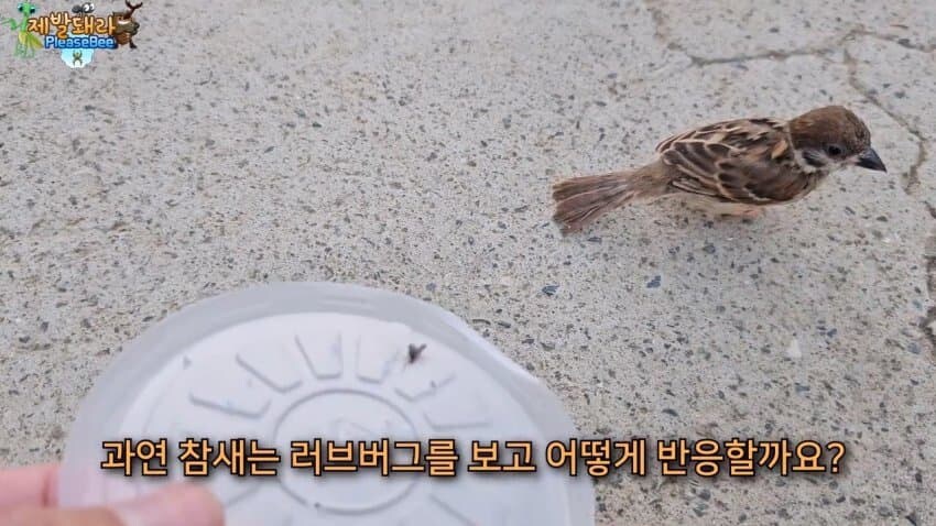 참새가 러브버그 먹는다는 말을 검증해봤다.JPG_3.jpg