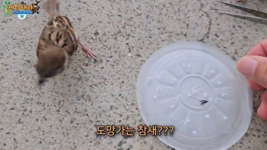 참새가 러브버그 먹는다는 말을 검증해봤다.JPG_4.jpg