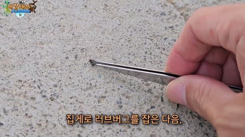 참새가 러브버그 먹는다는 말을 검증해봤다.JPG_5.jpg