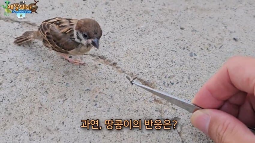 참새가 러브버그 먹는다는 말을 검증해봤다.JPG_6.jpg