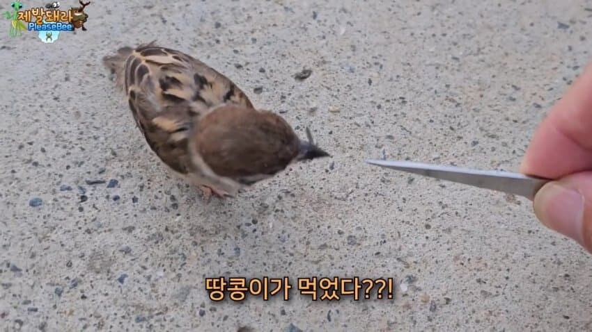 참새가 러브버그 먹는다는 말을 검증해봤다.JPG_7.jpg