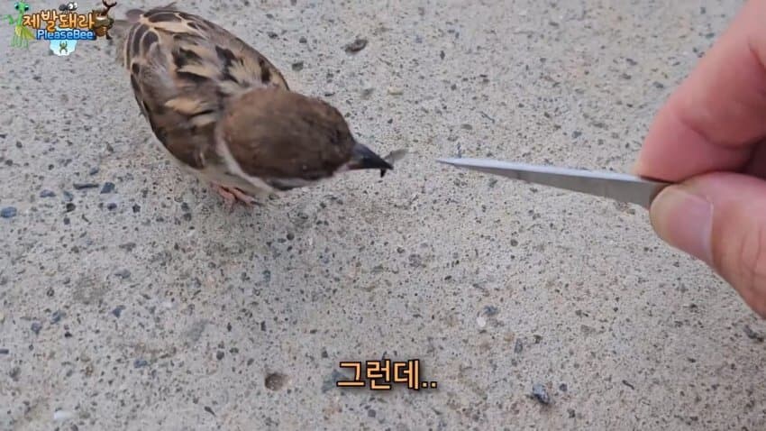 참새가 러브버그 먹는다는 말을 검증해봤다.JPG_8.jpg
