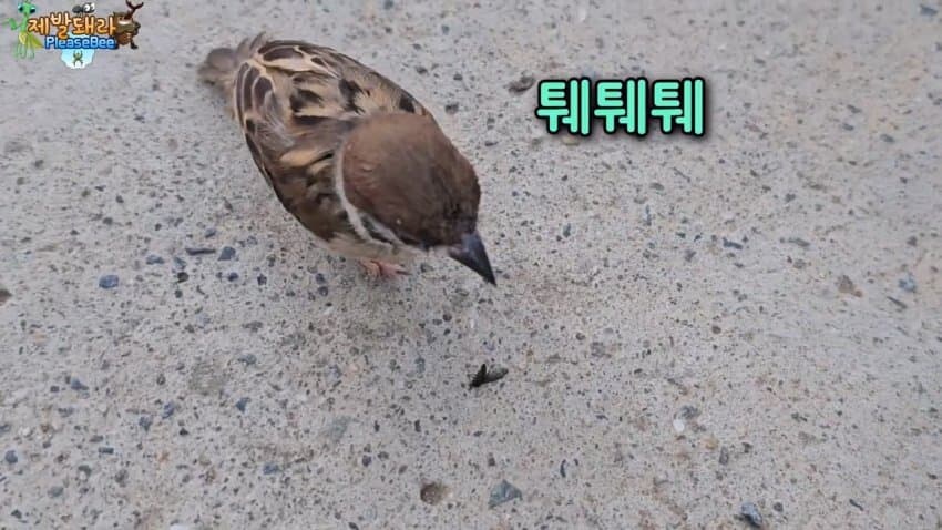 참새가 러브버그 먹는다는 말을 검증해봤다.JPG_9.jpg