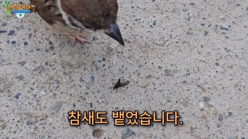 참새가 러브버그 먹는다는 말을 검증해봤다.JPG_10.jpg