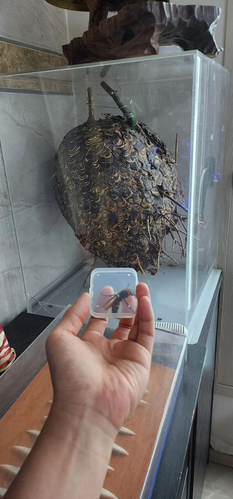 약혐) 겁도없이, 어느 집에 쳐들어온 말벌_3.jpg